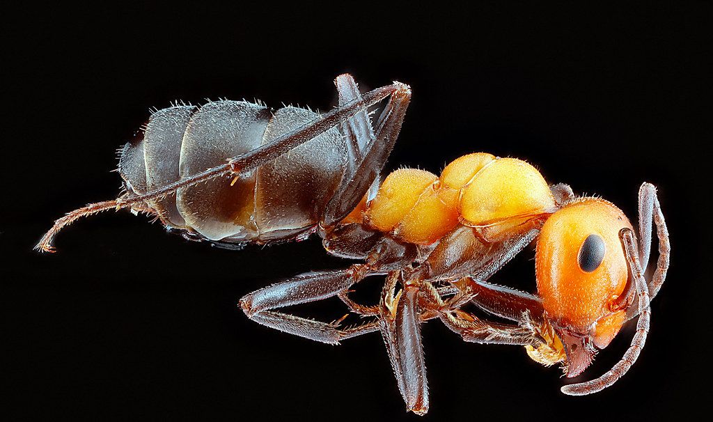 Ant Control service in Manchester, NH