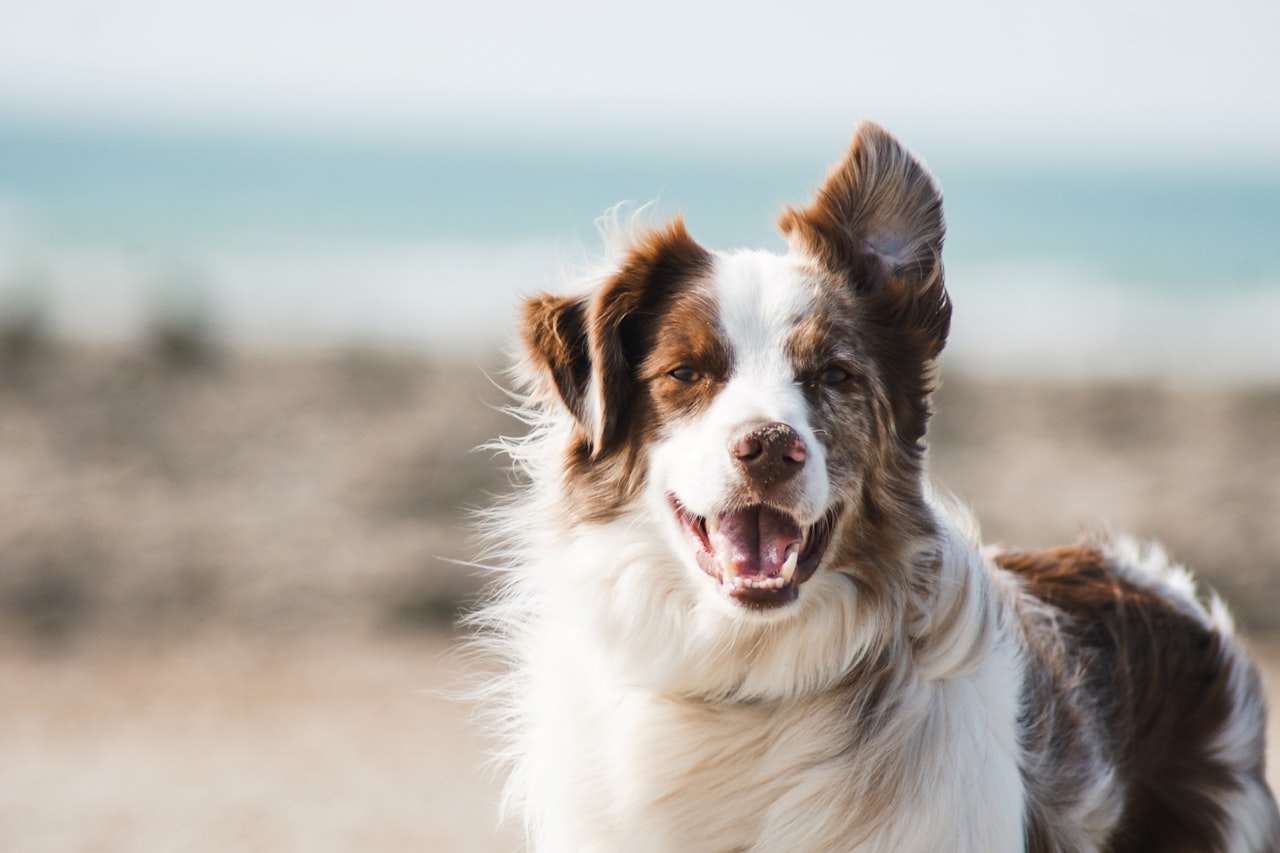 Flea & Tick Control service in Manchester, NH