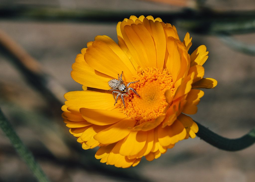 Spider Control service in Manchester, NH